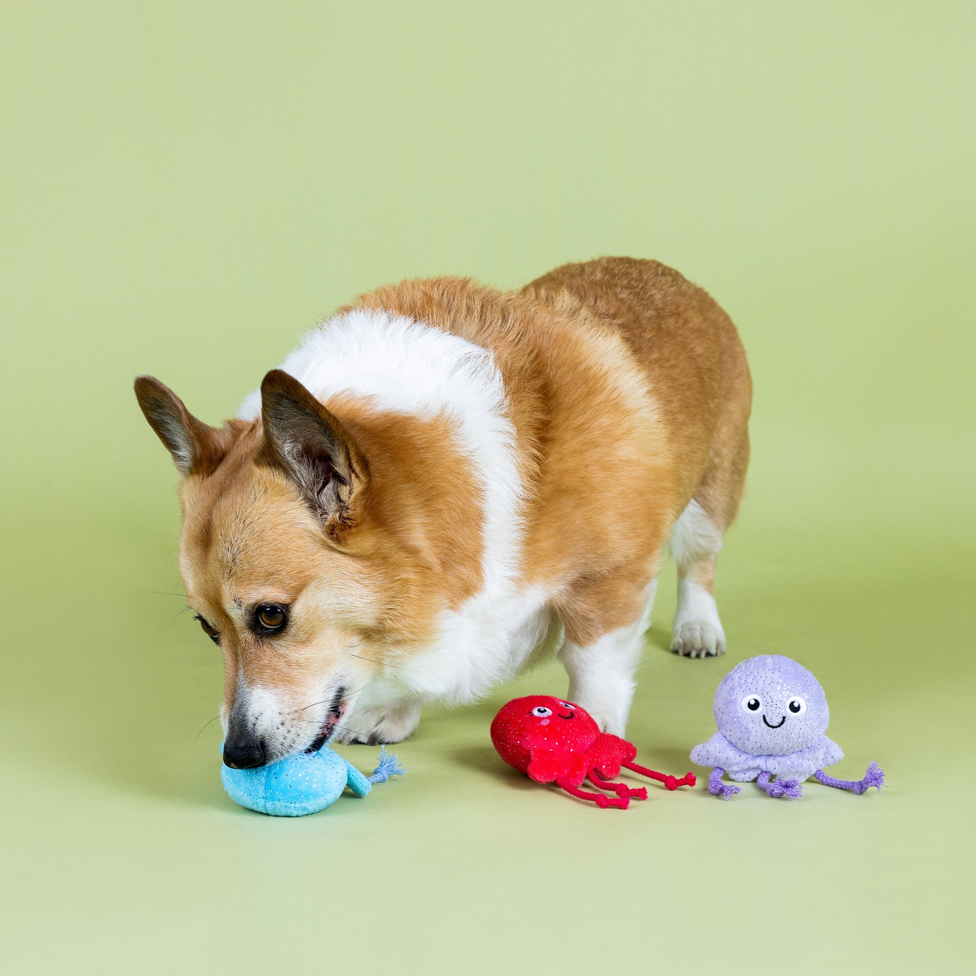 Too Tenta-Cool 3pc Mini Plush Dog Toy Set