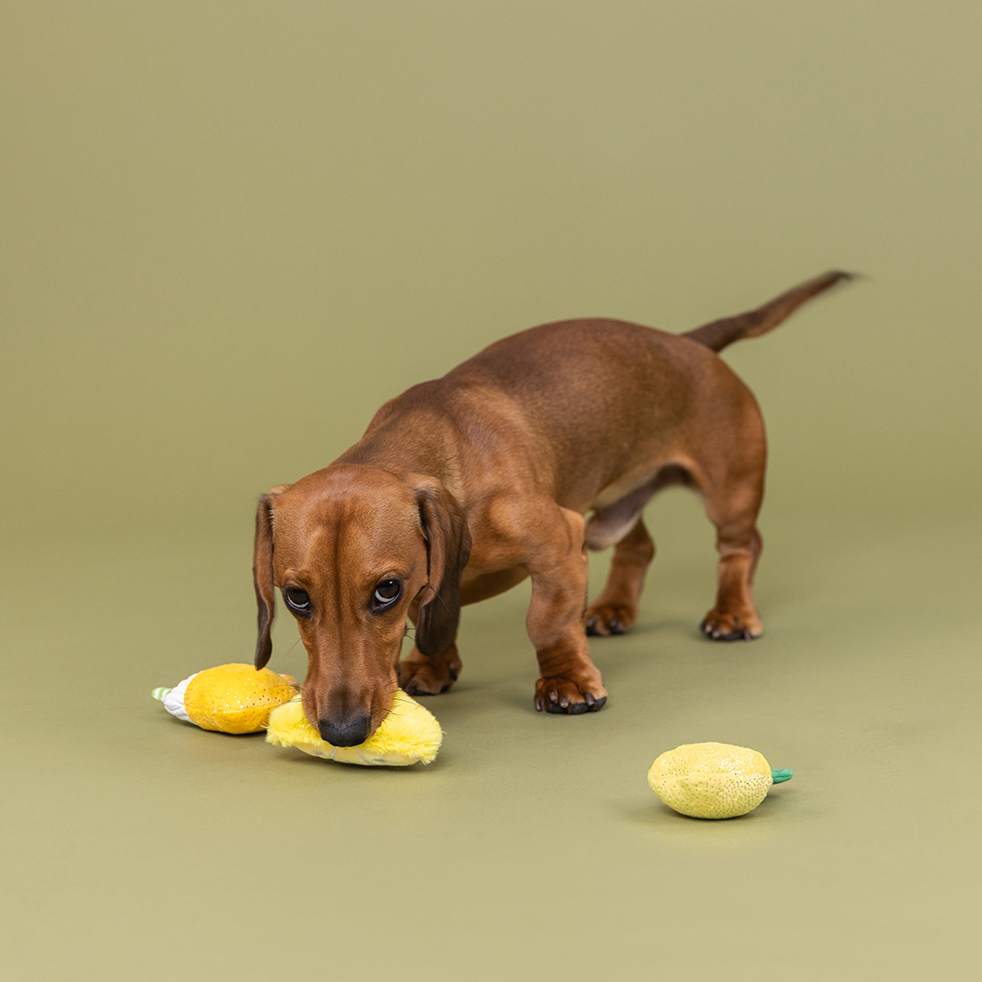 Sour You Doing? 3pc Mini Plush Dog Toy Set