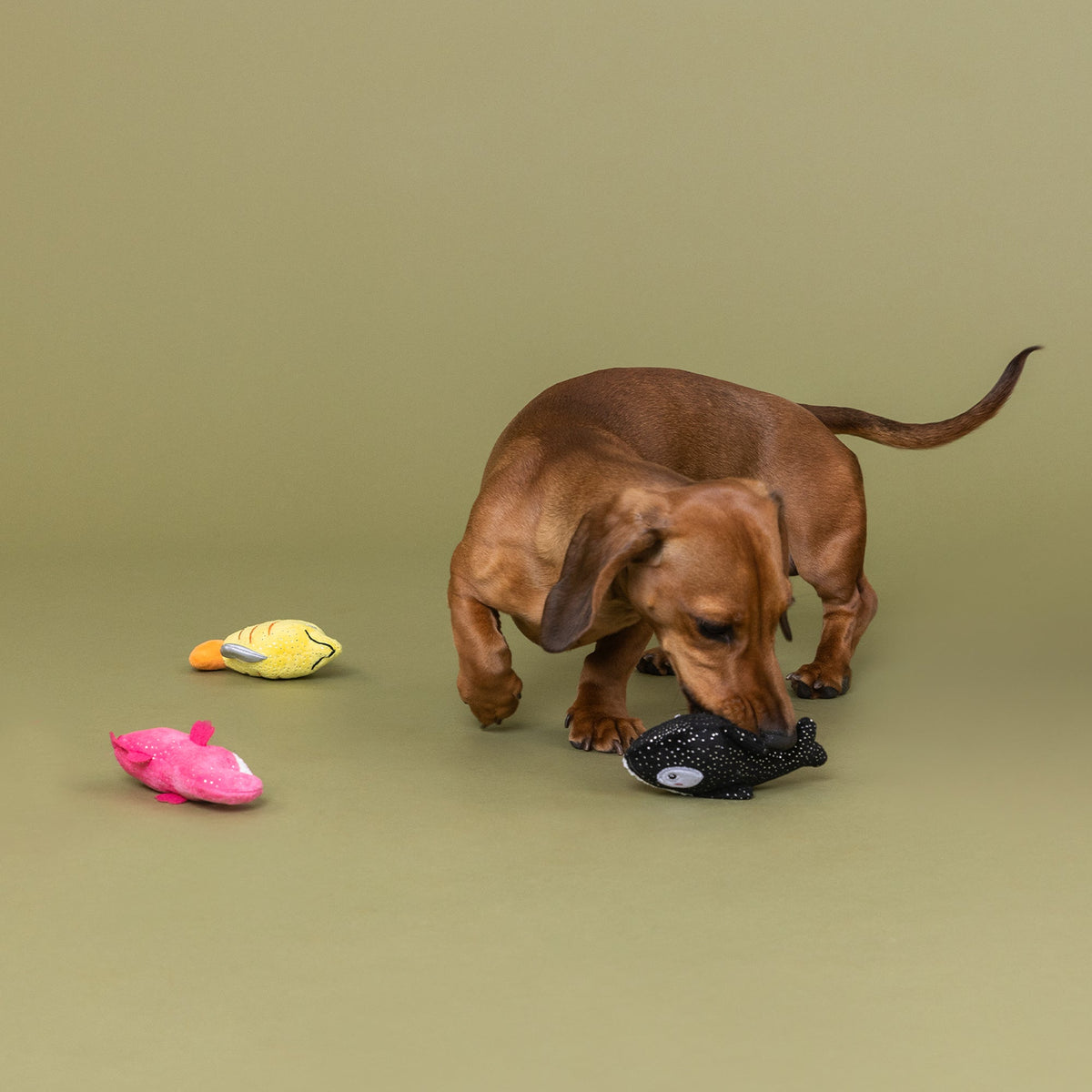 High Fin Buds 3pc Mini Plush Dog Toy Set