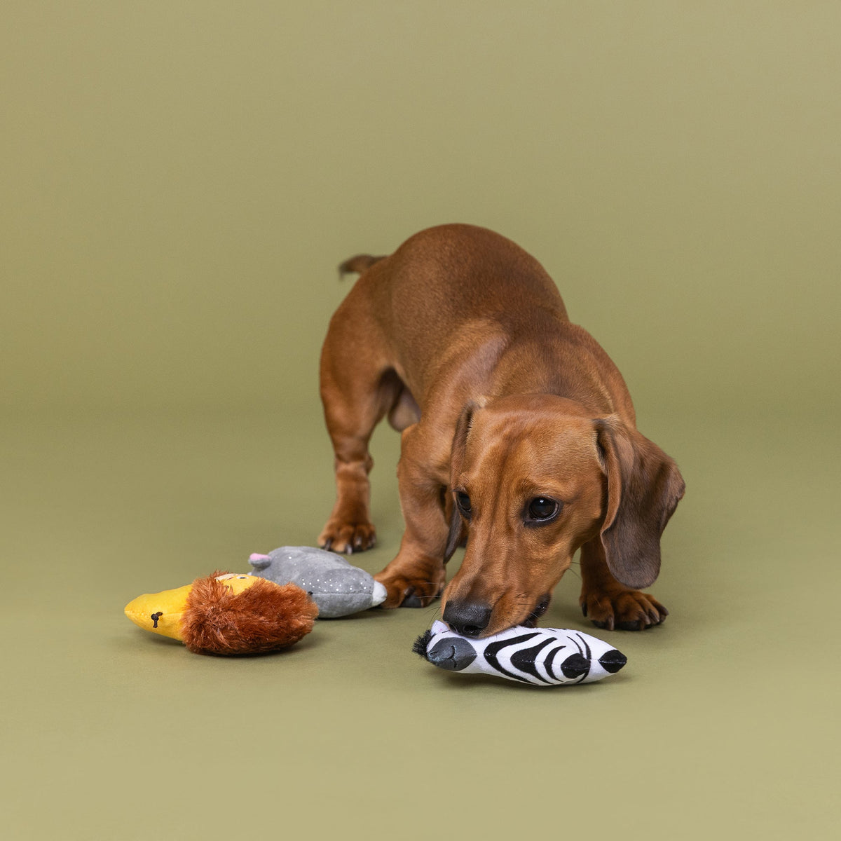 Meet Me At The Zoo 3pc Mini Plush Dog Toy Set