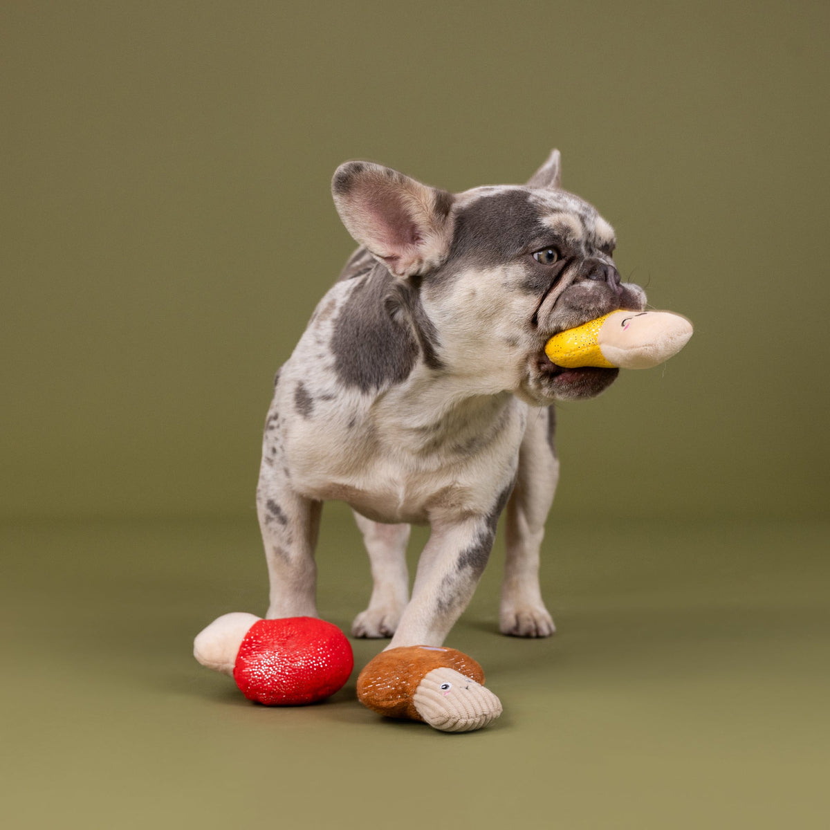 Shrooming 3pc Mini Plush Dog Toy Set