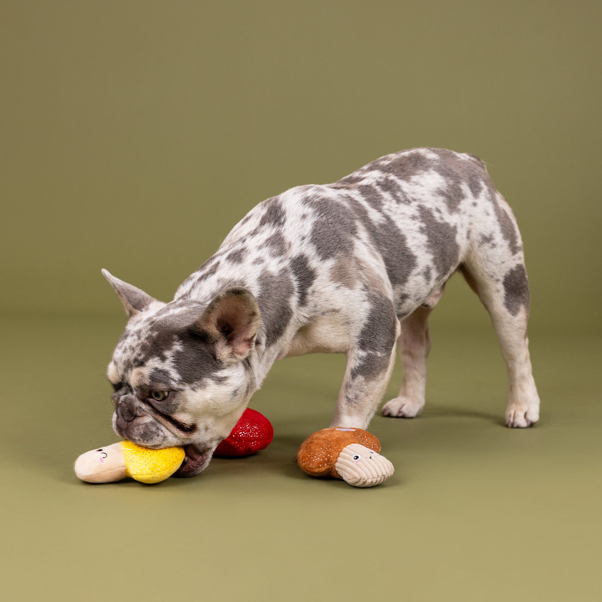 Shrooming 3pc Mini Plush Dog Toy Set