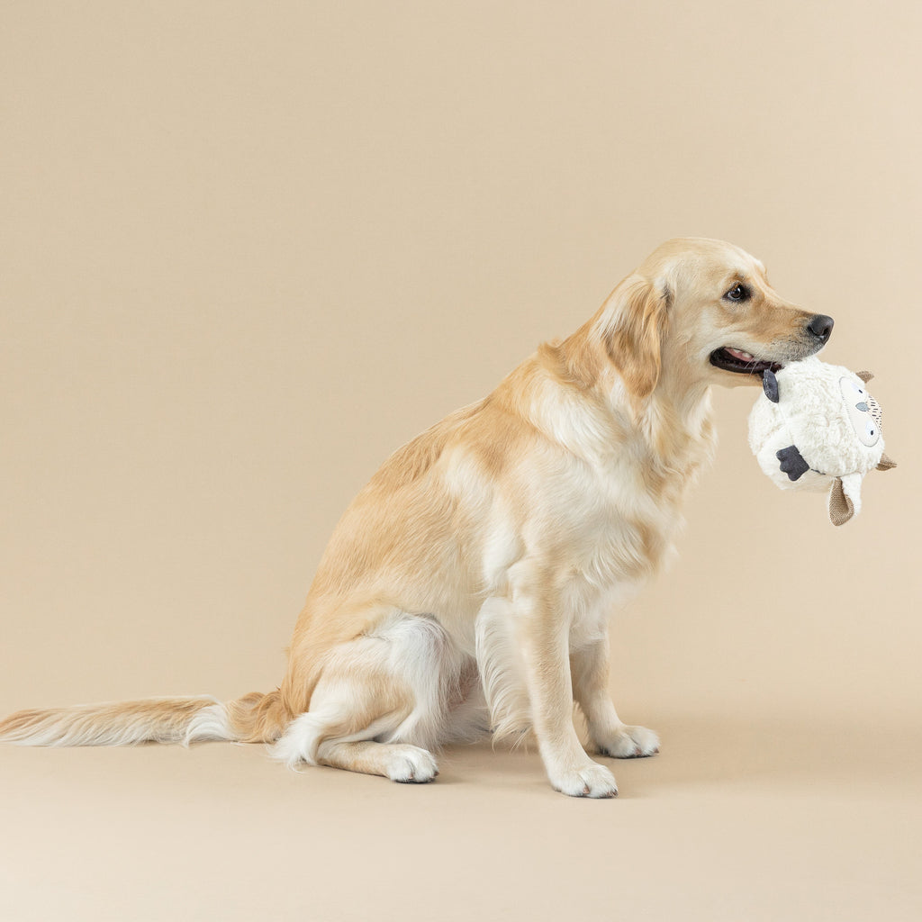Whoooooo's There Dog Toy