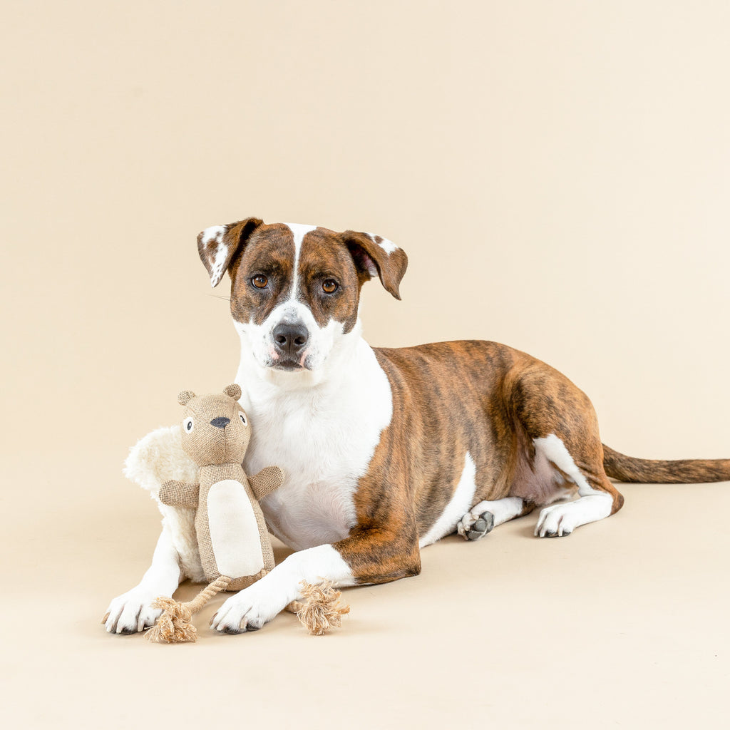 Bring More Nuts Dog Toy