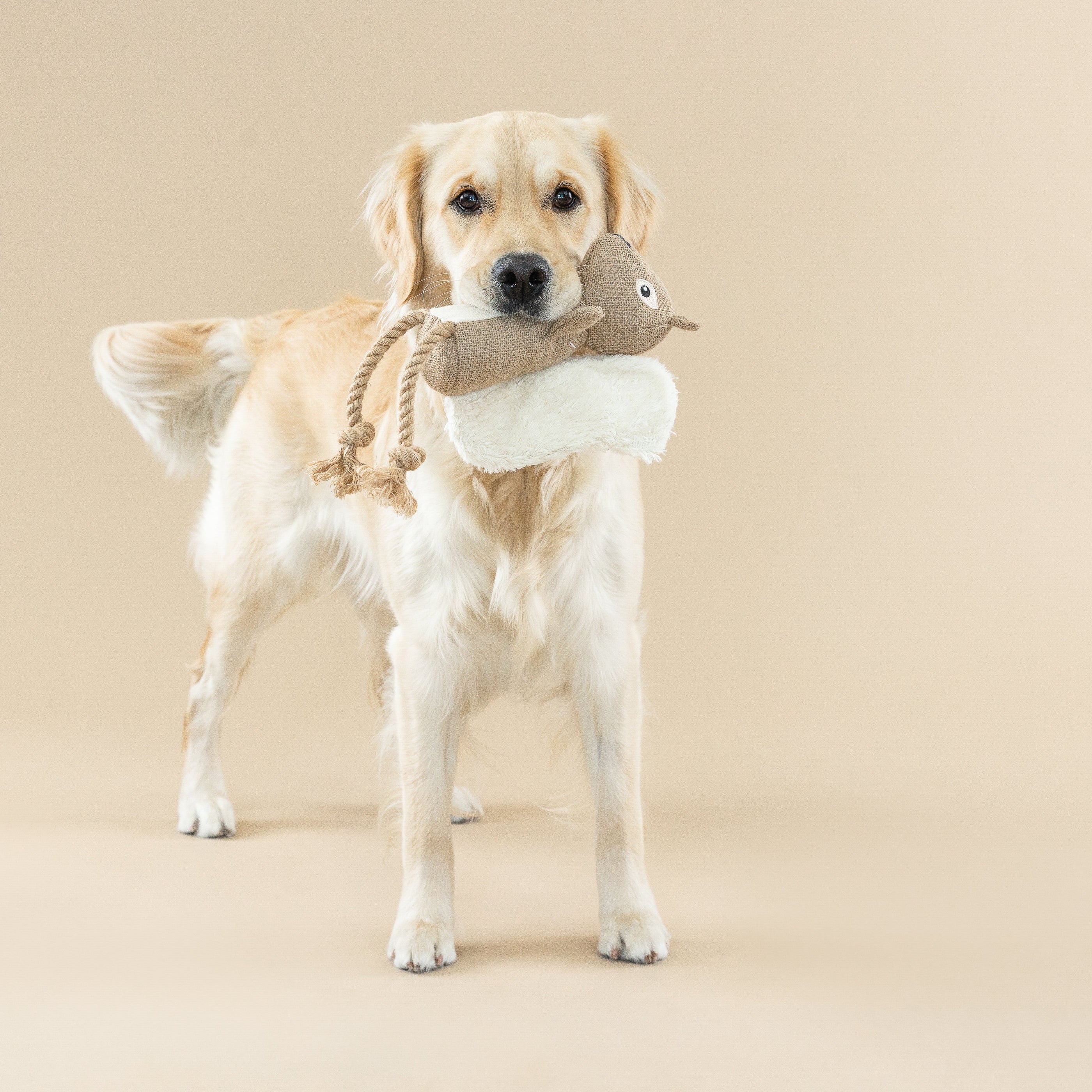 Bring More Nuts Earth Friendly Dog Toy