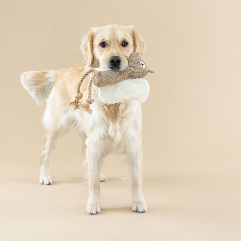 Bring More Nuts Dog Toy