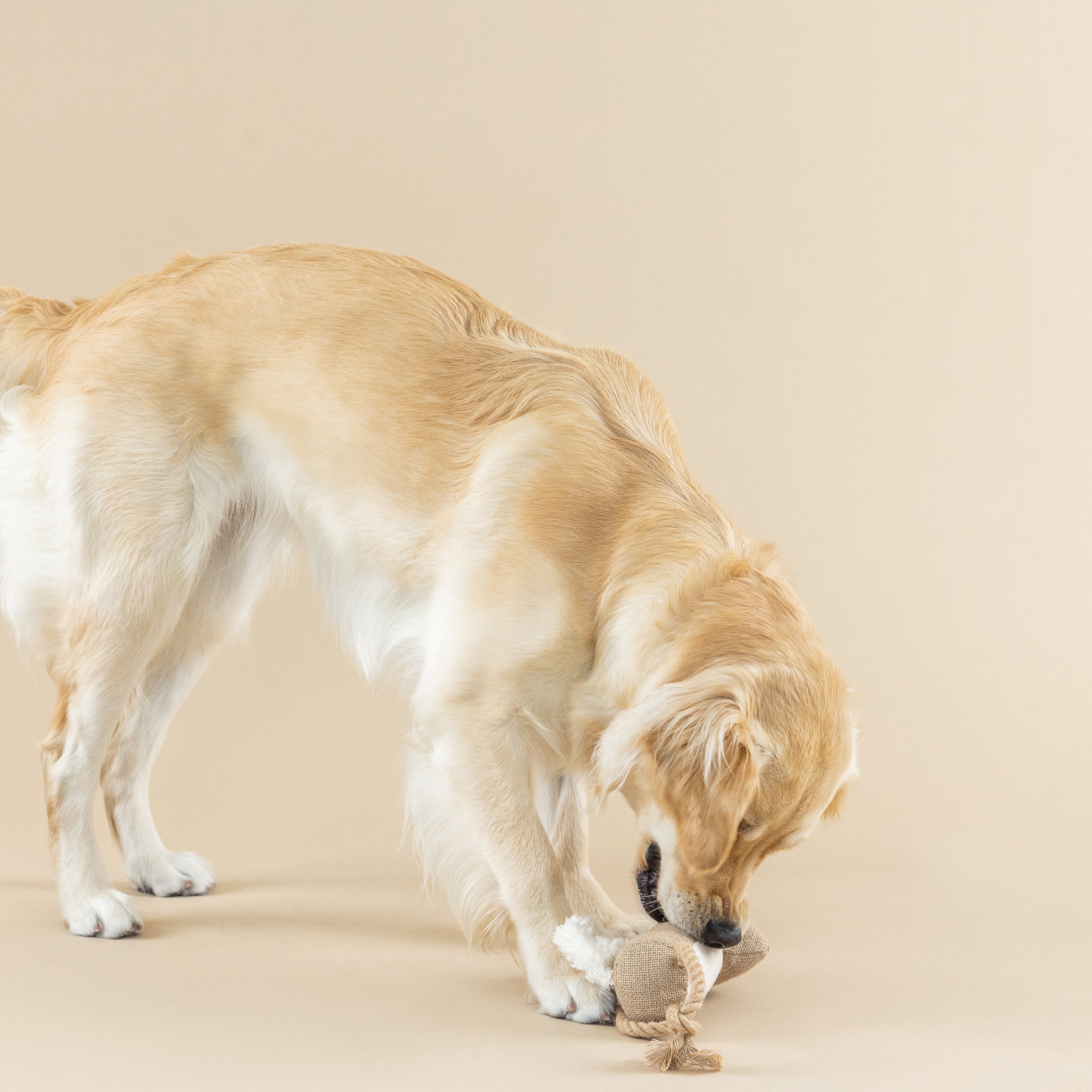 Bring More Nuts Earth Friendly Dog Toy
