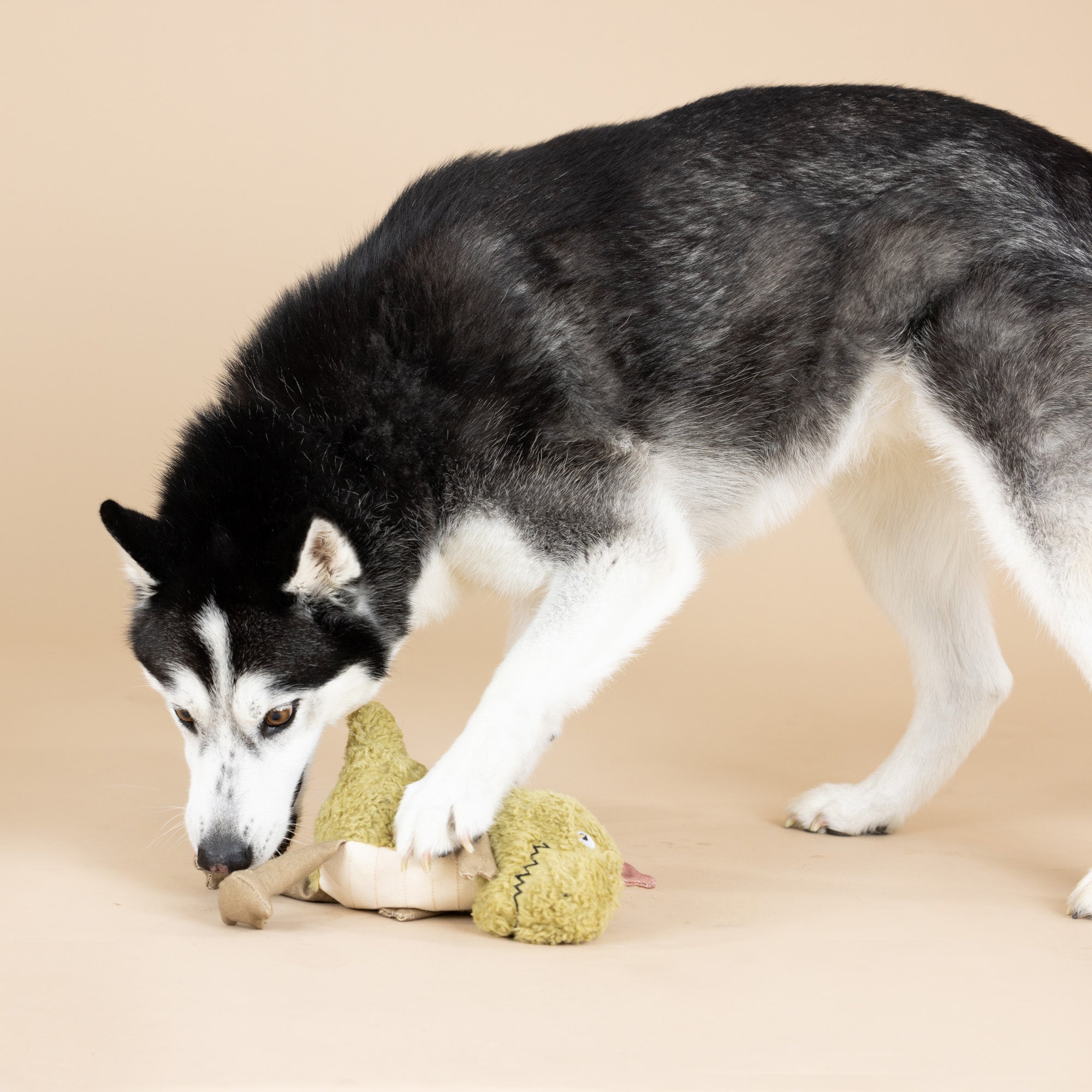 Small Arms, Big Heart Earth Friendly Dog Toy