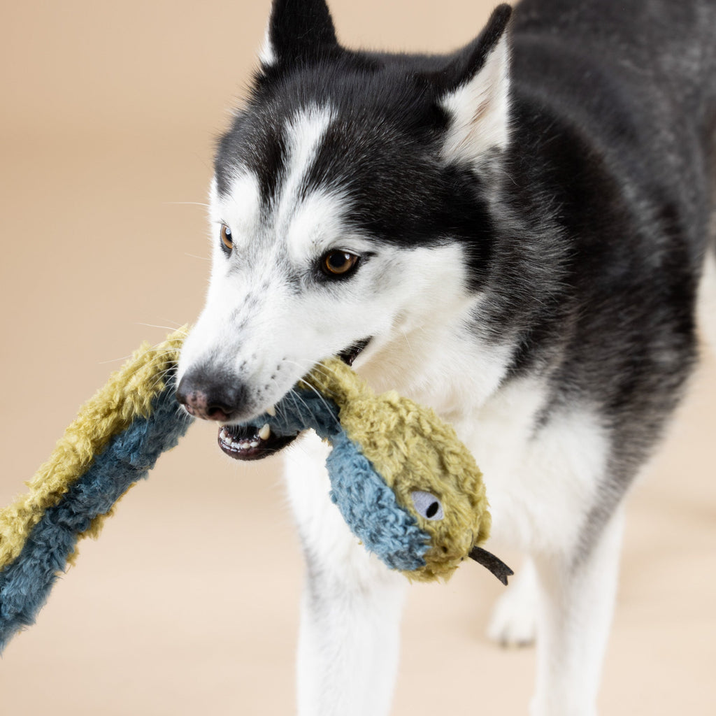 Don't Get Wrapped Up Earth Friendly Dog Toy