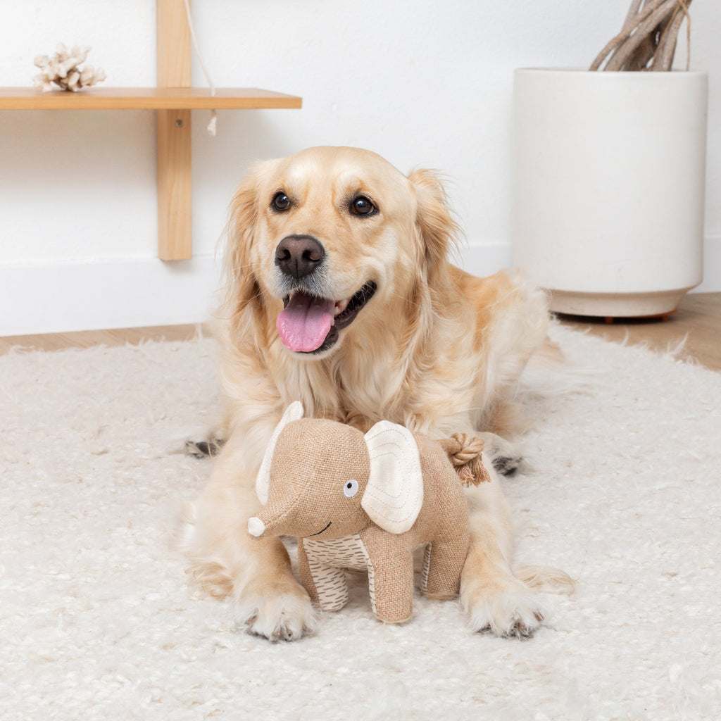 It's In The Trunk Earth Friendly Dog Toy