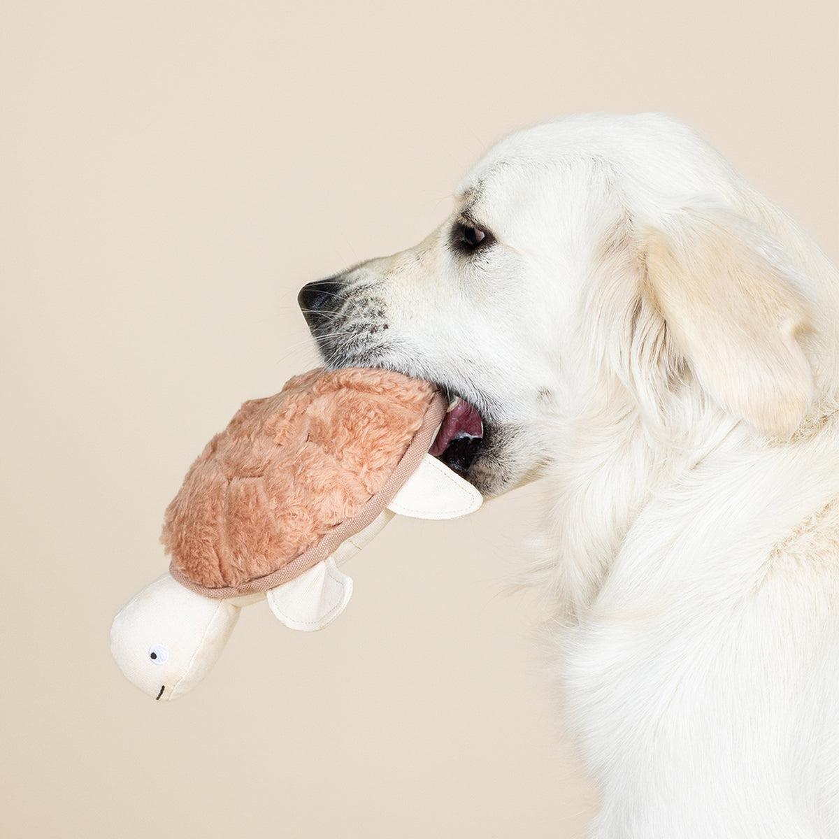 Out of My Shell Earth Friendly Dog