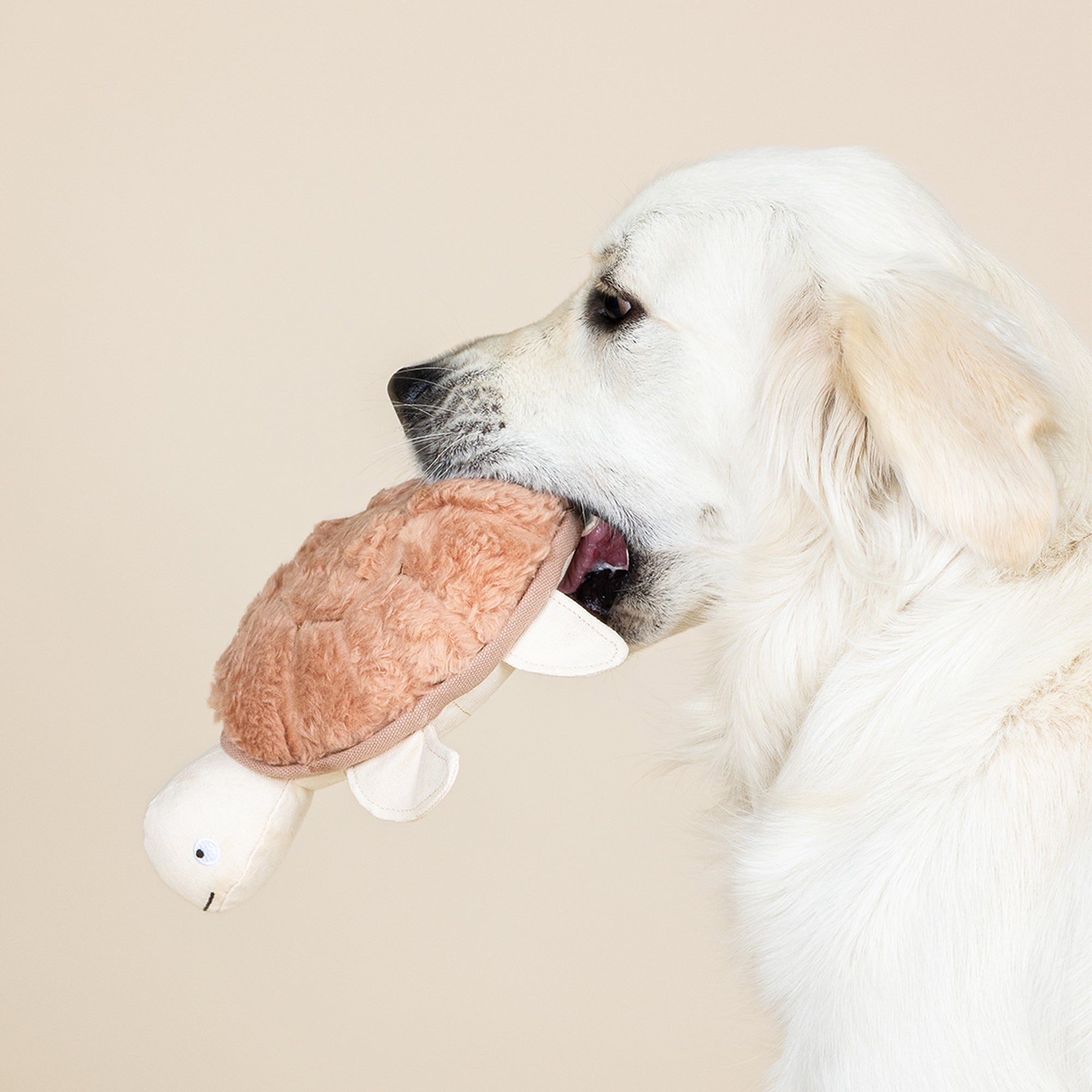 Out of My Shell Earth Friendly Dog