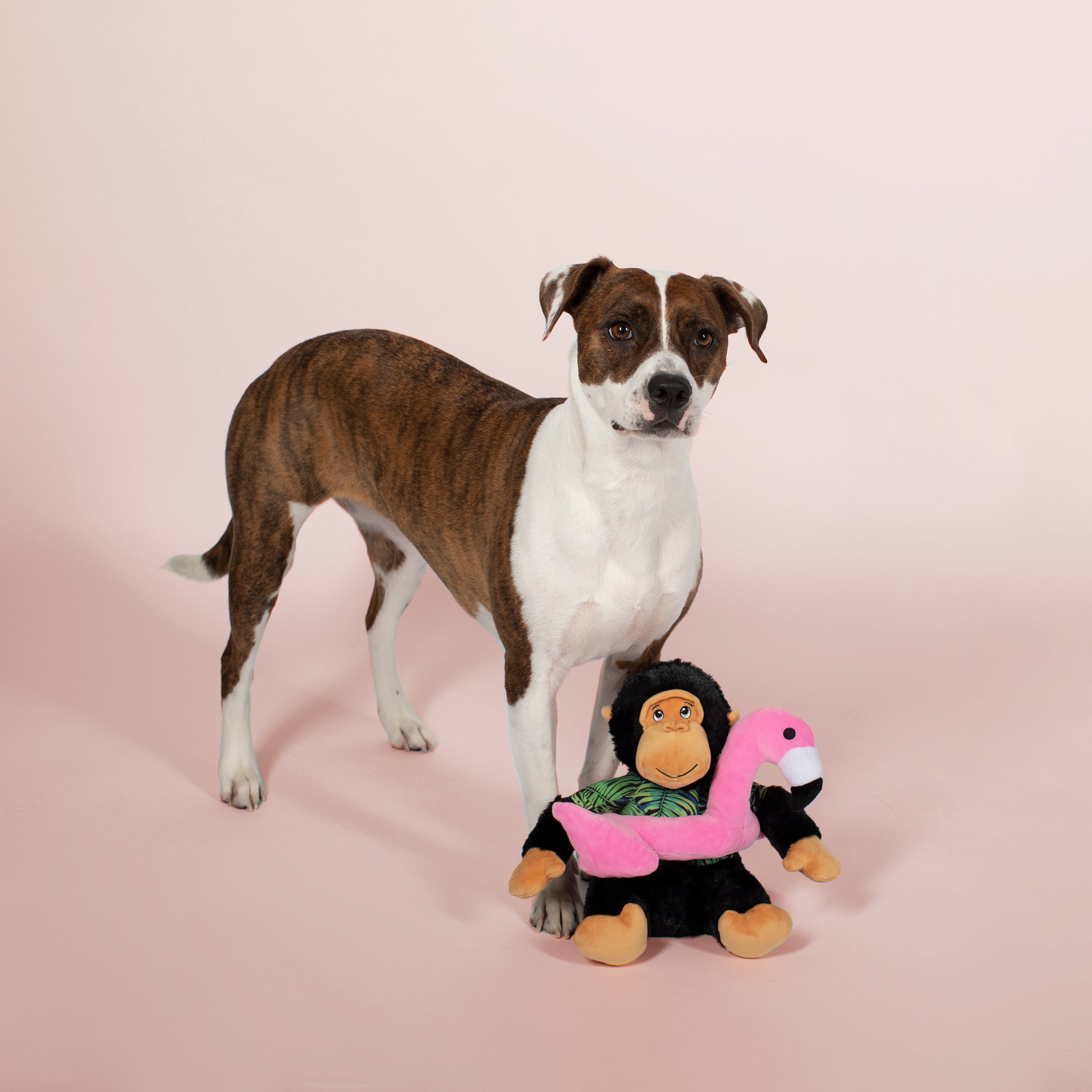 Gregory The Gorilla Large Plush Dog Toy