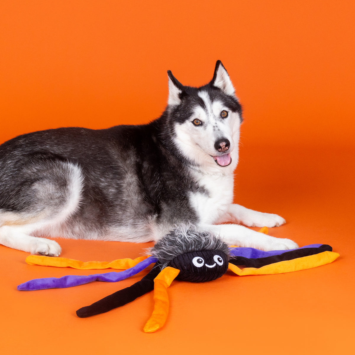 Trappin' Flies Large Plush Dog Toy