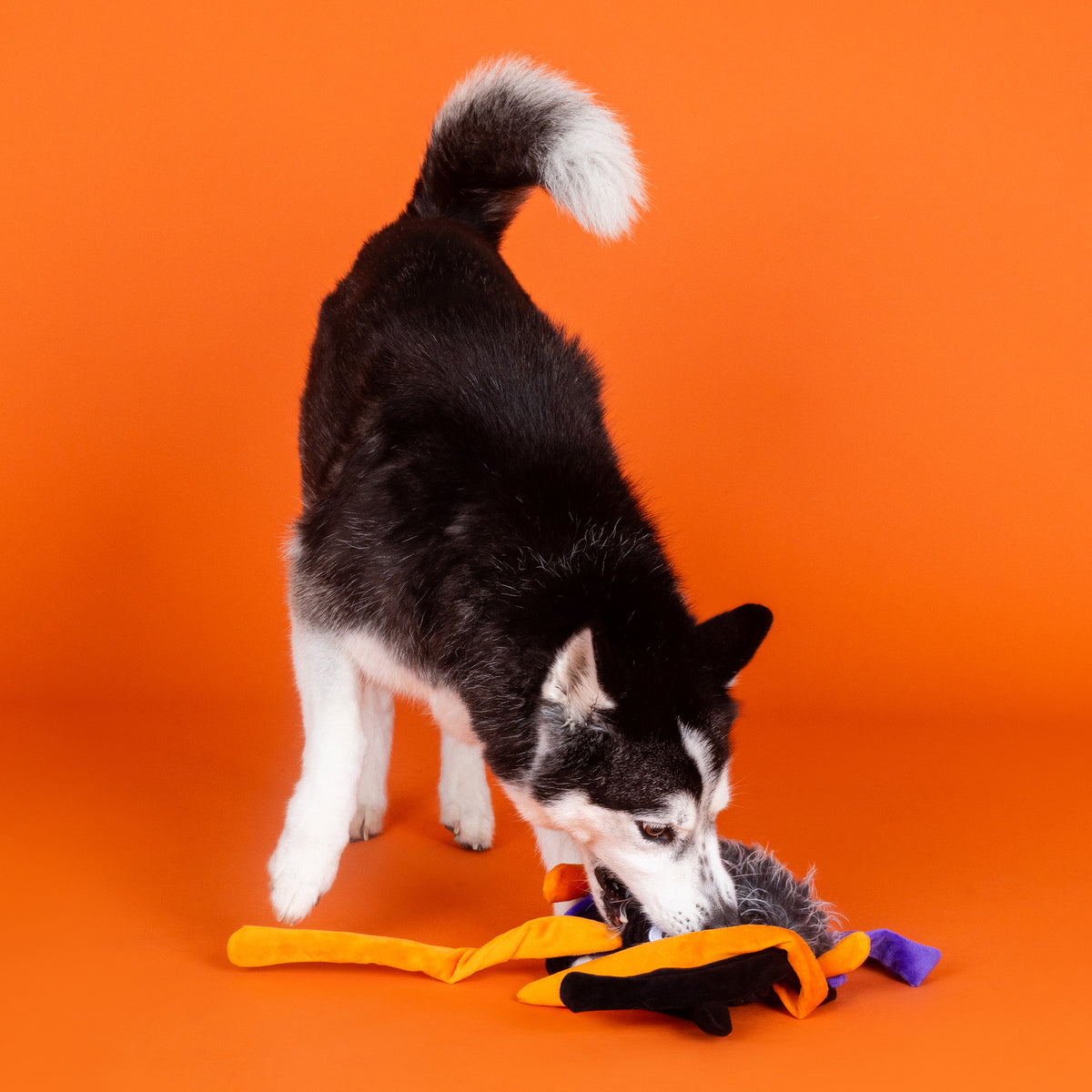 Trappin' Flies Large Plush Dog Toy
