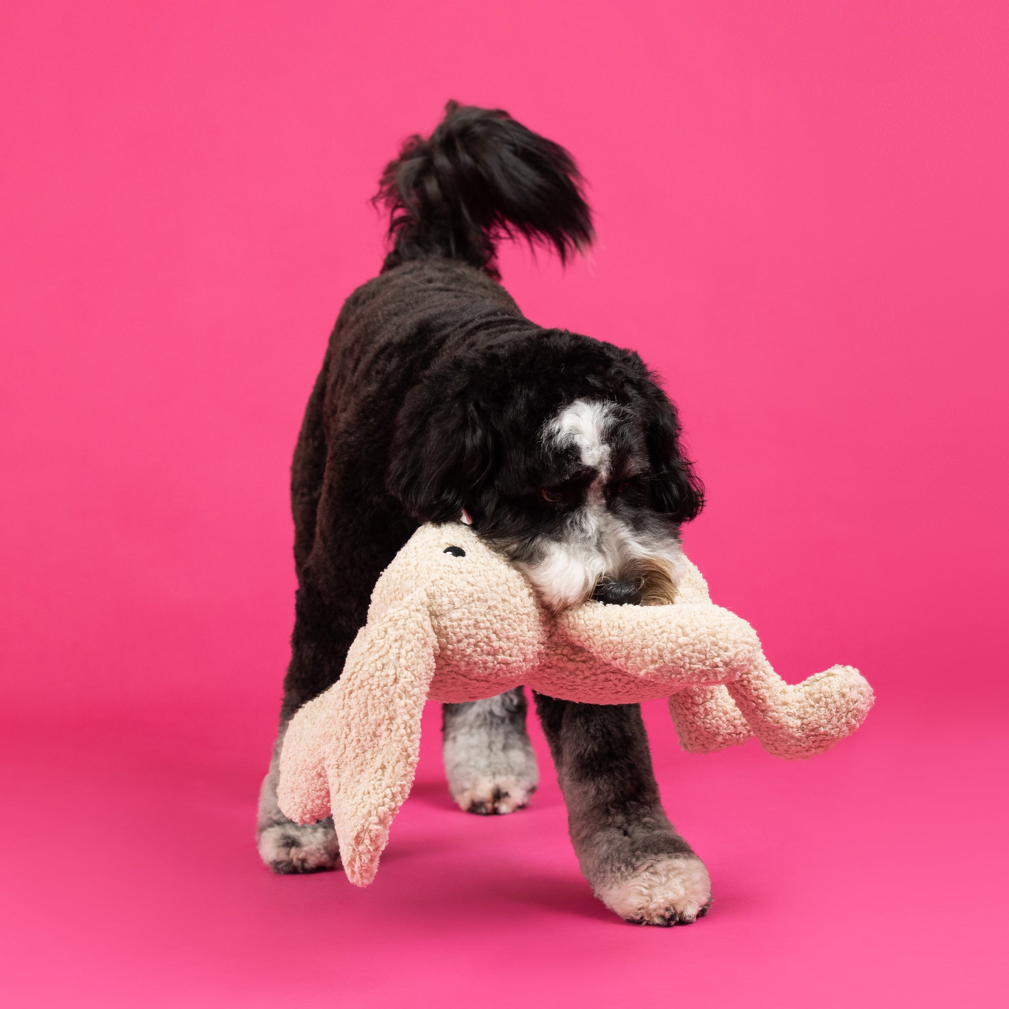 Hoppy To See You Large Plush Dog Toy