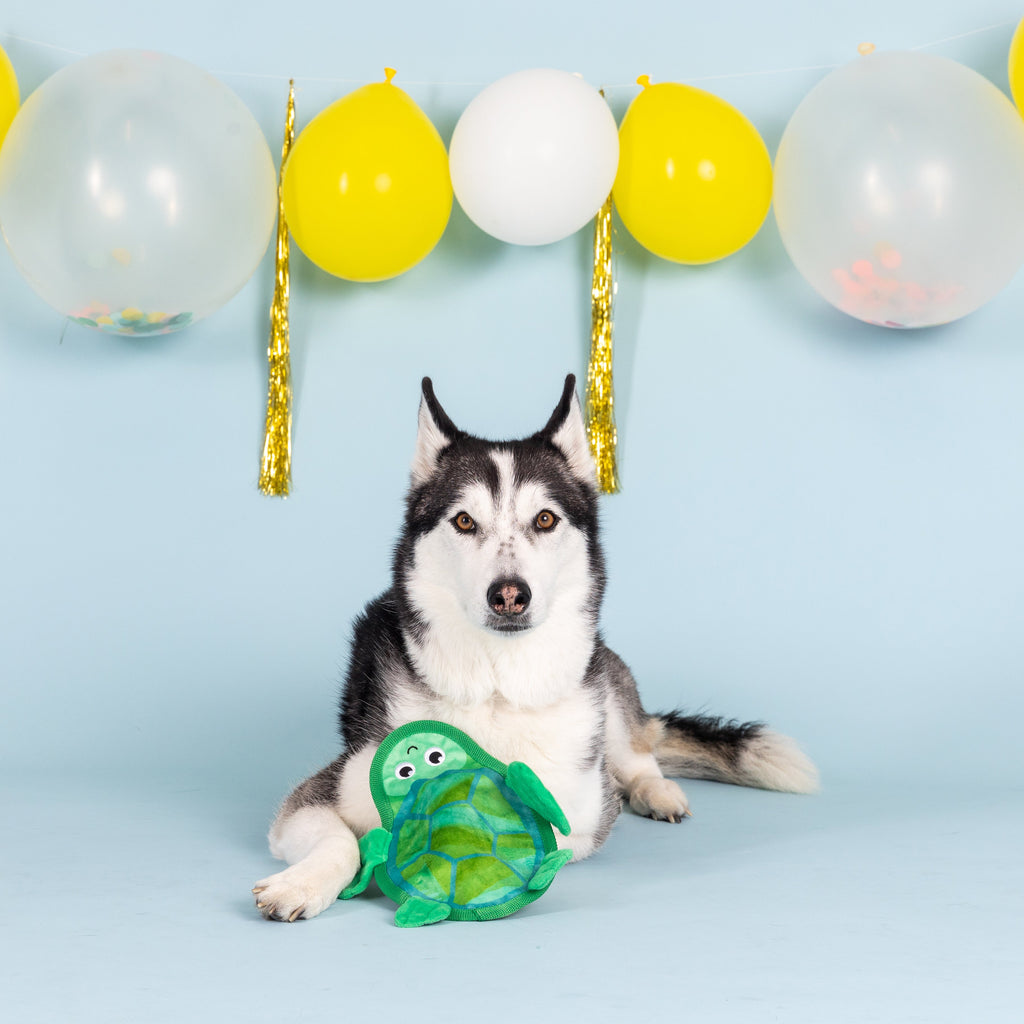 Shell Of A Time Durable Dog Toy