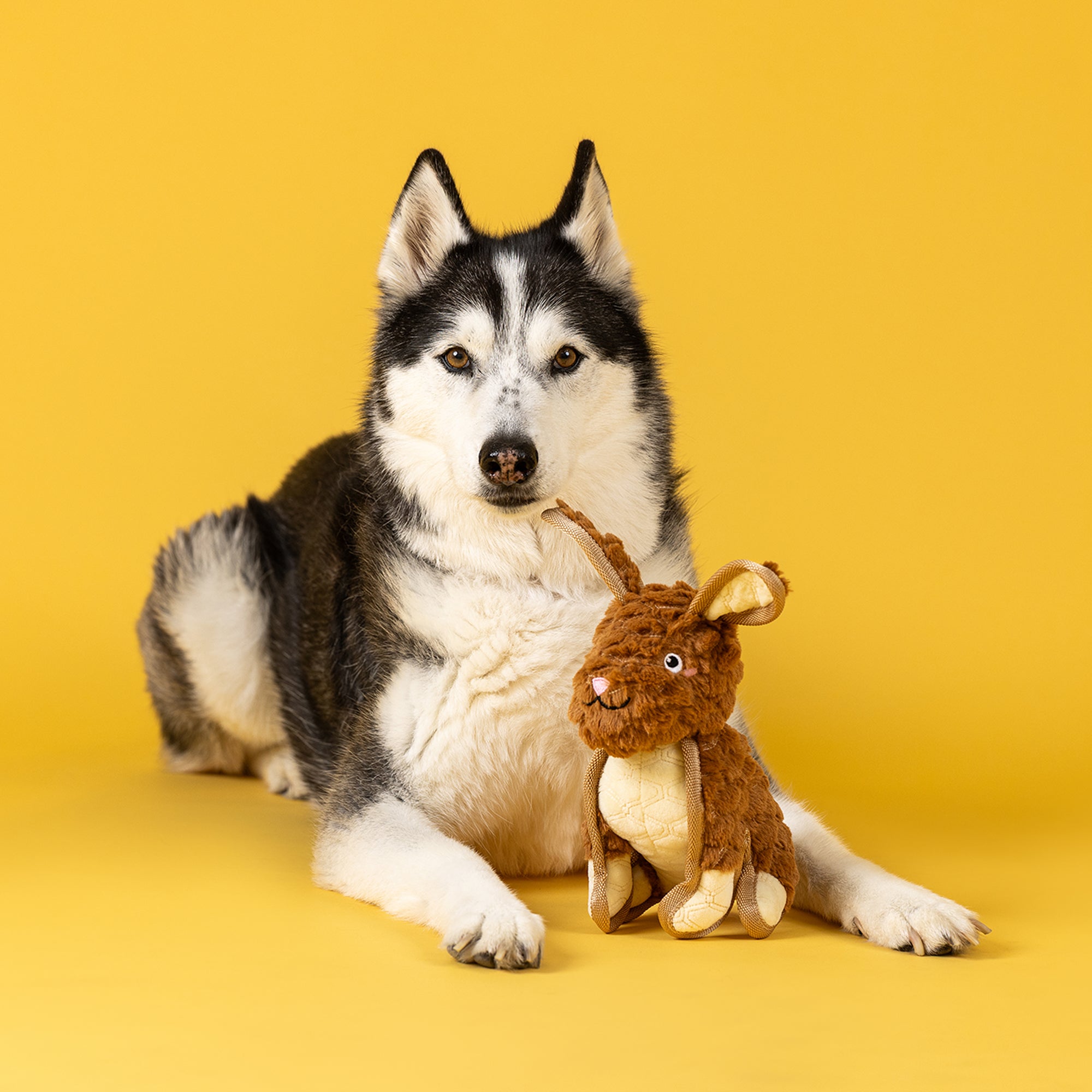 Ear To Be Hoppy Durable Plush Dog Toy