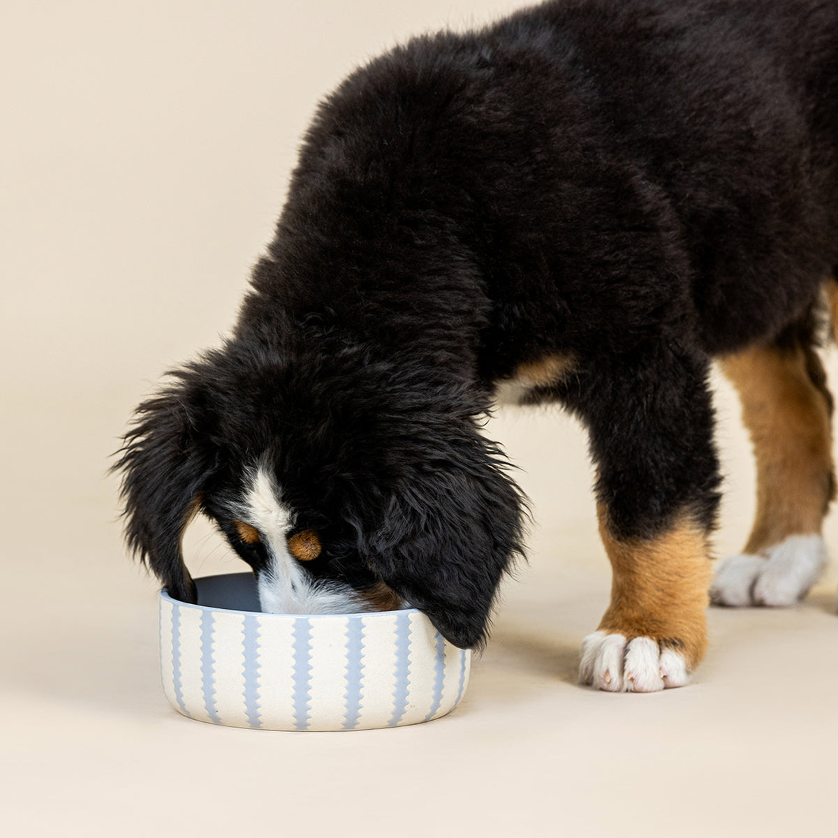 Rounded Scallop Powder Blue Medium Dog Bowl