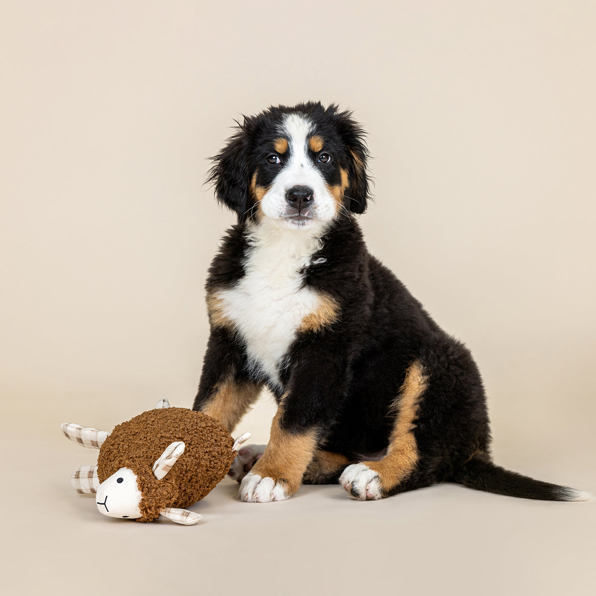 Lammy Textured Patchwork Dog Toy