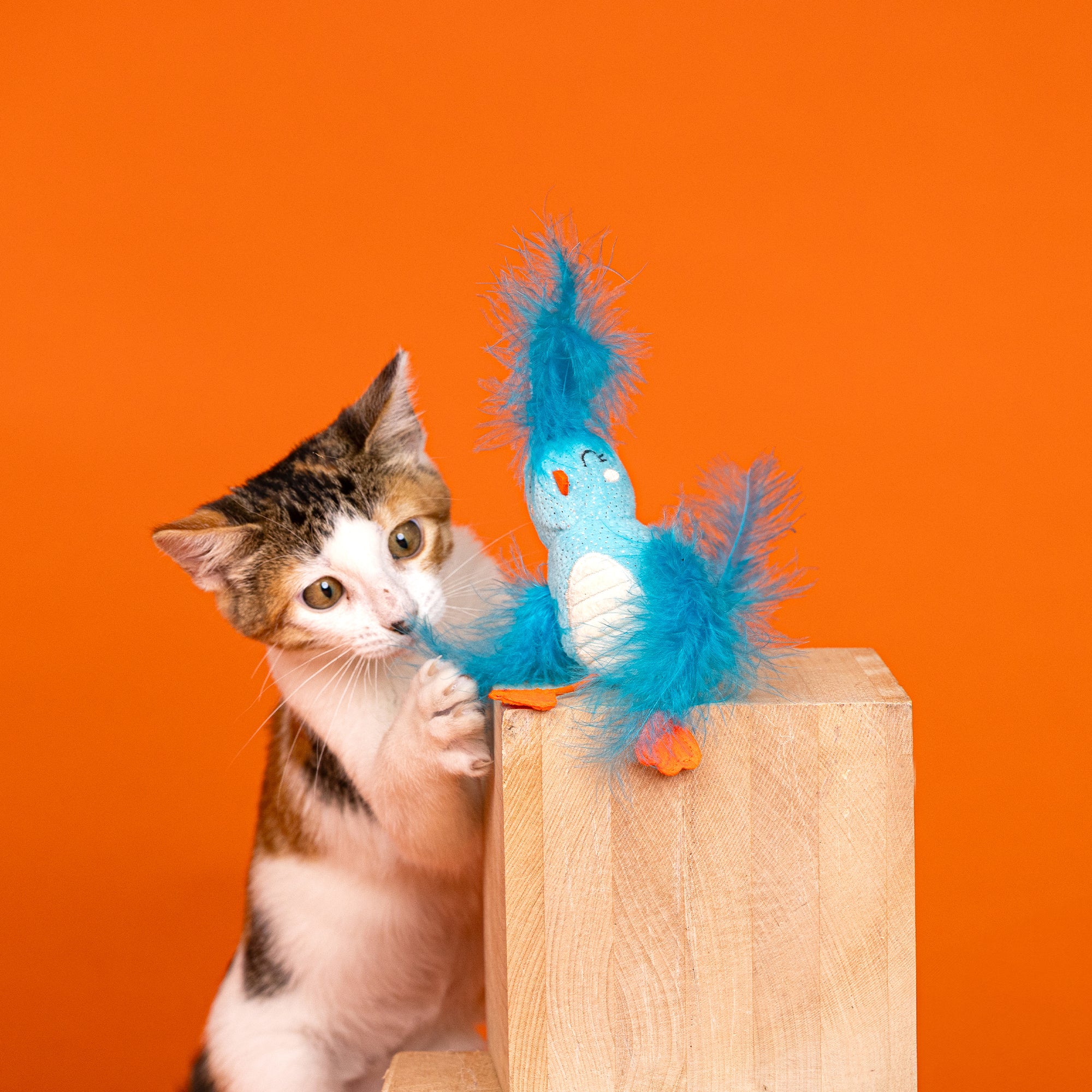 Watch Me Fly Launcher Cat Toy