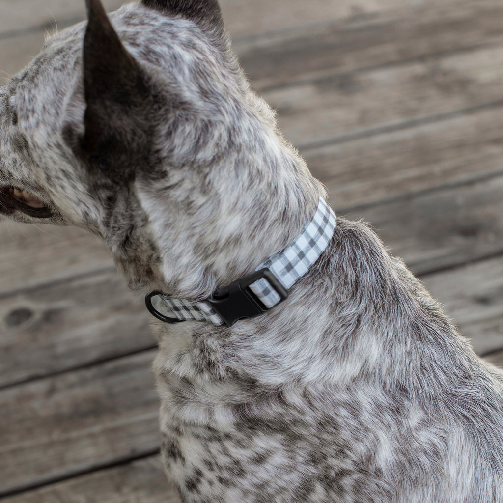 Painted Gingham Dog Collar