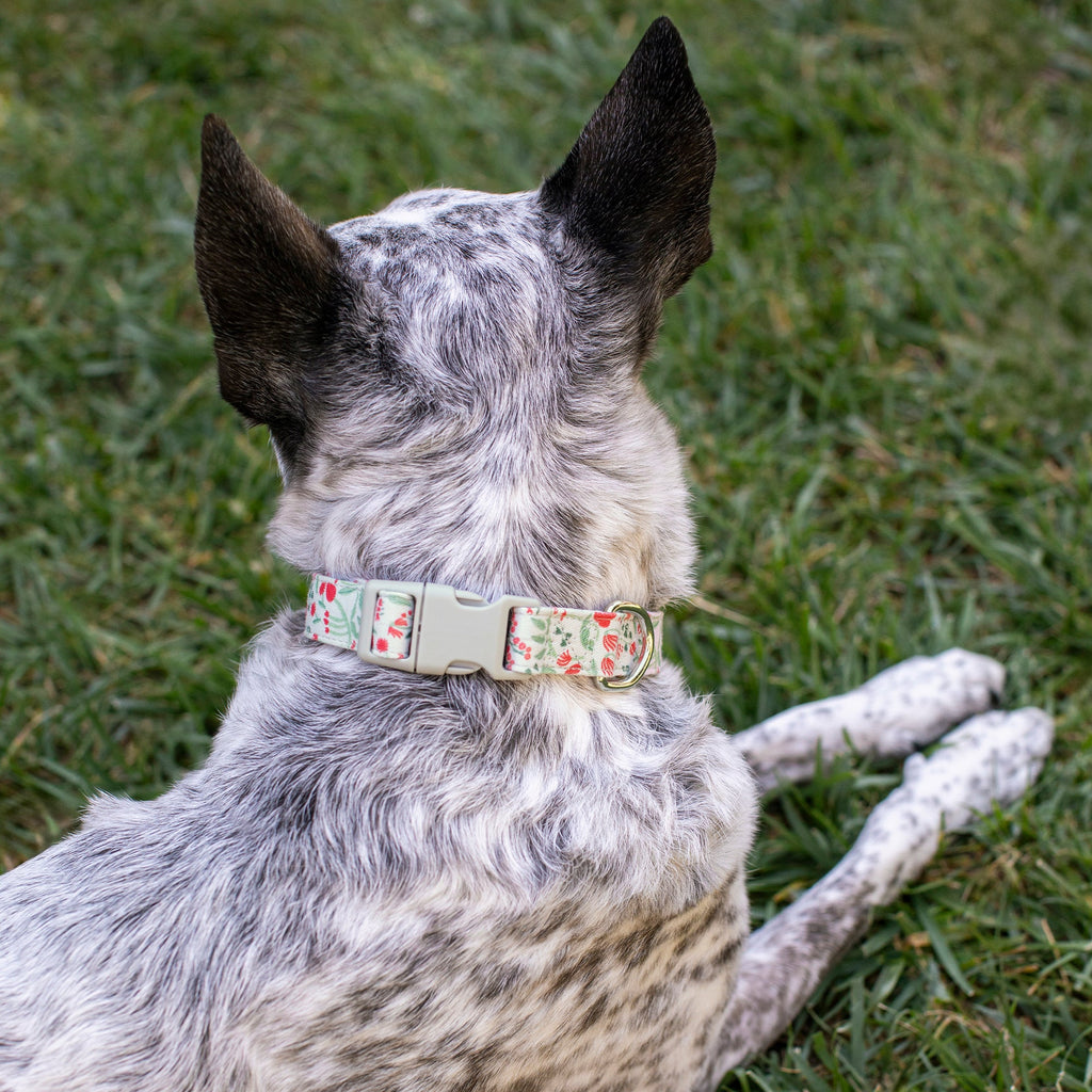 Ditsy Floral Dog Collar