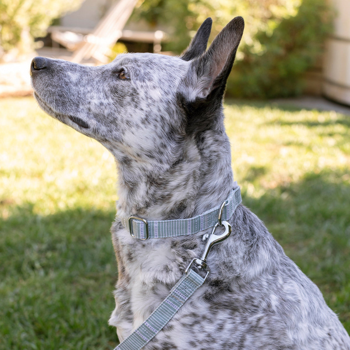 Block Stripe Dusty Sage Dog Collar