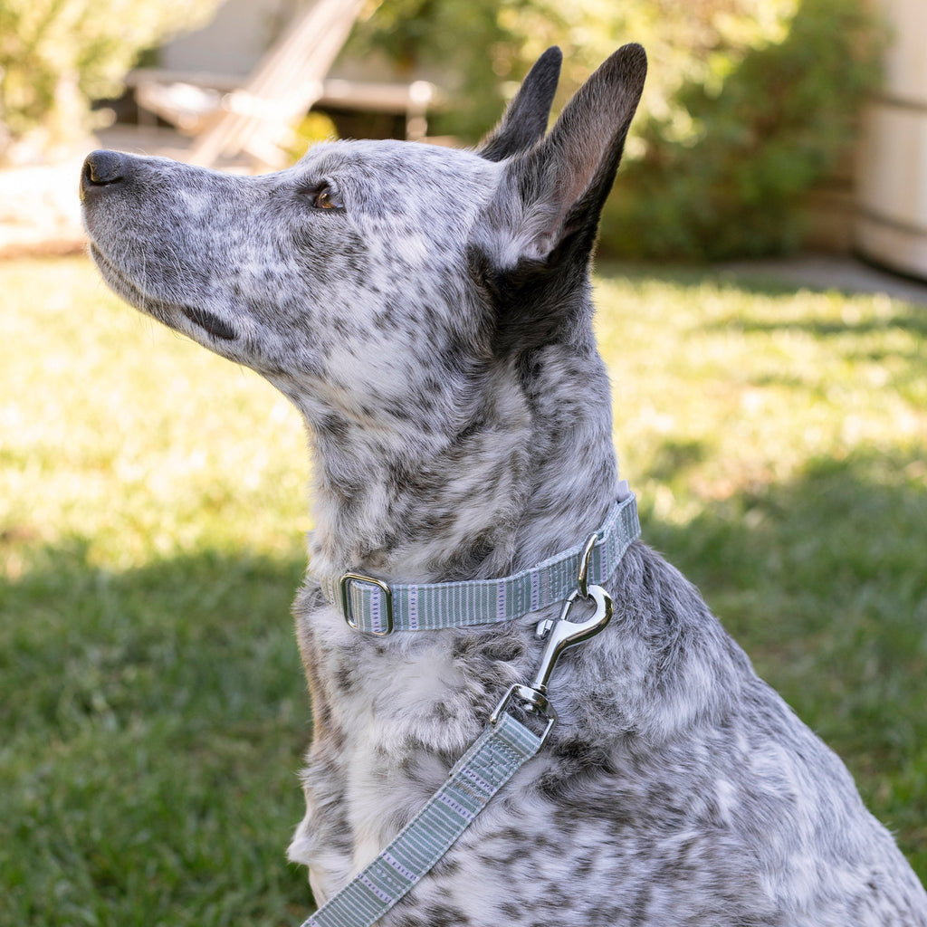 Block Stripe Dusty Sage Dog Collar