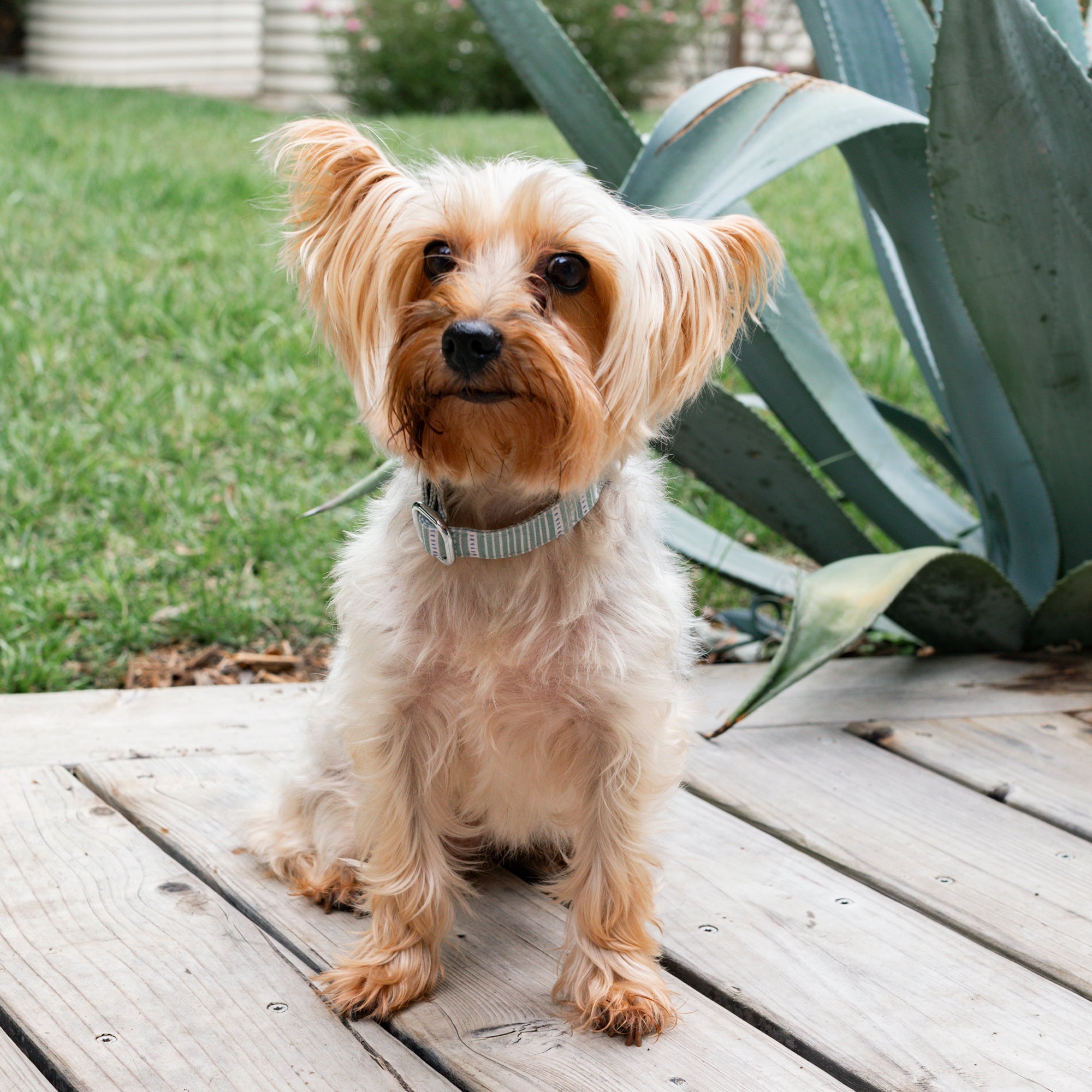 Block Stripe Dusty Sage Dog Collar