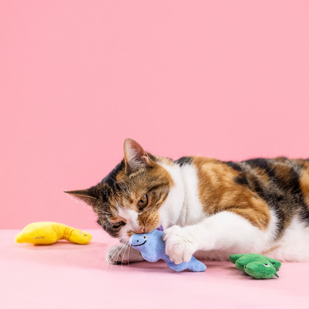 Rawr-Some Crew Cat Toy
