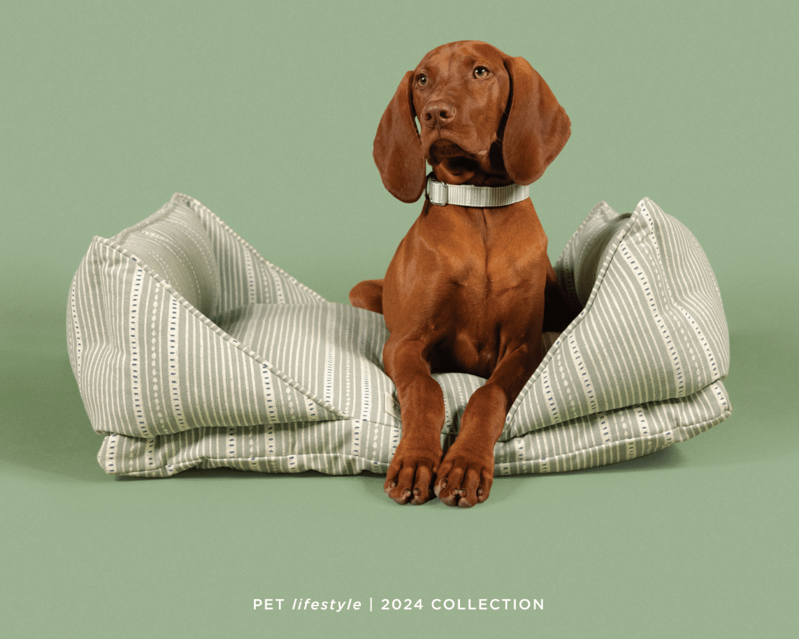 Brown dog sitting on a striped pet bed with a green background